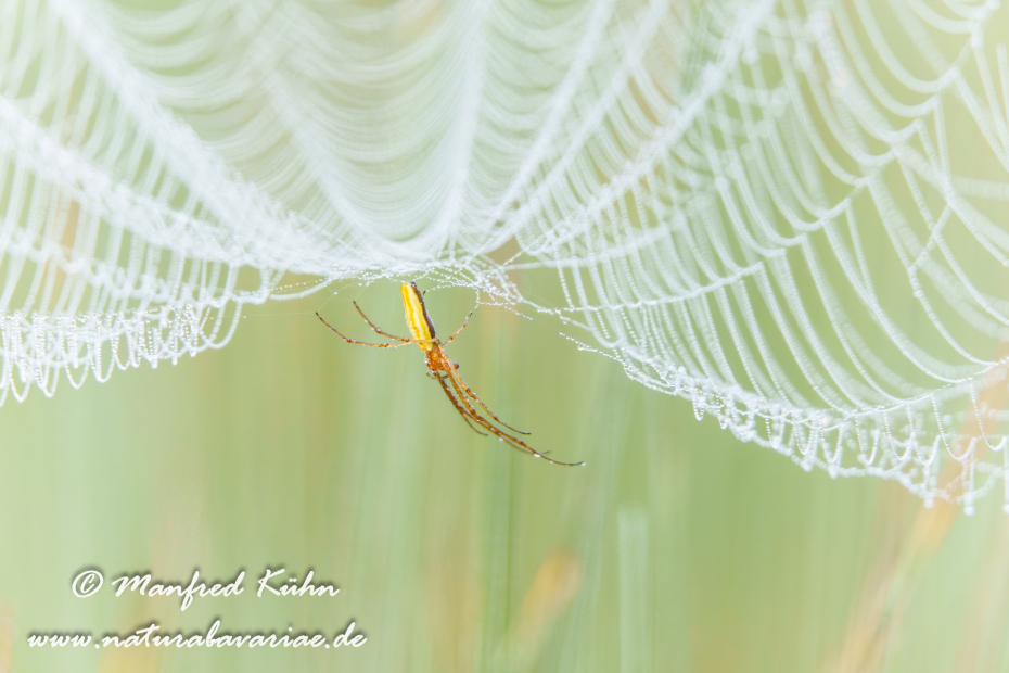 Streckerspinne (Gemeine)_0062