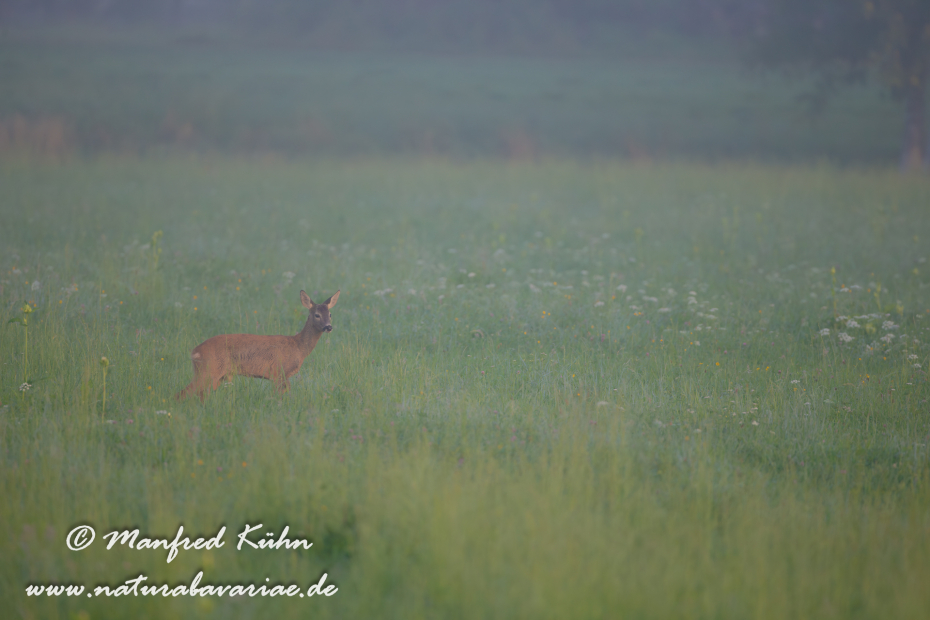 Reh ()_0044