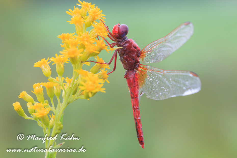 Feuerlibelle ()_0017