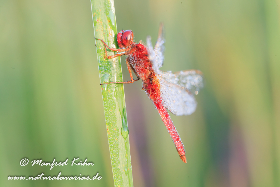 Feuerlibelle ()_0025