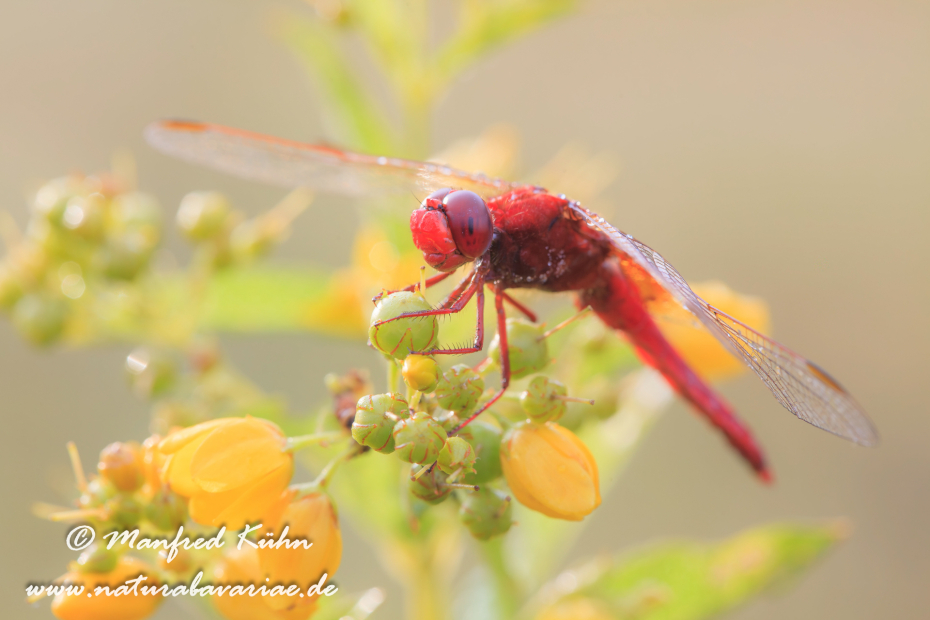 Feuerlibelle ()_0041