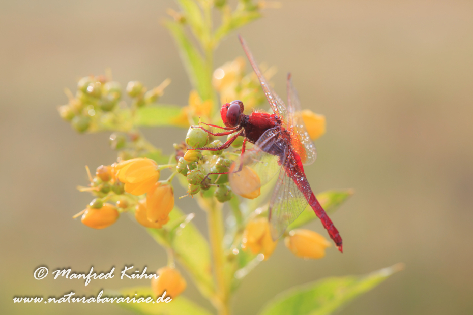Feuerlibelle ()_0042