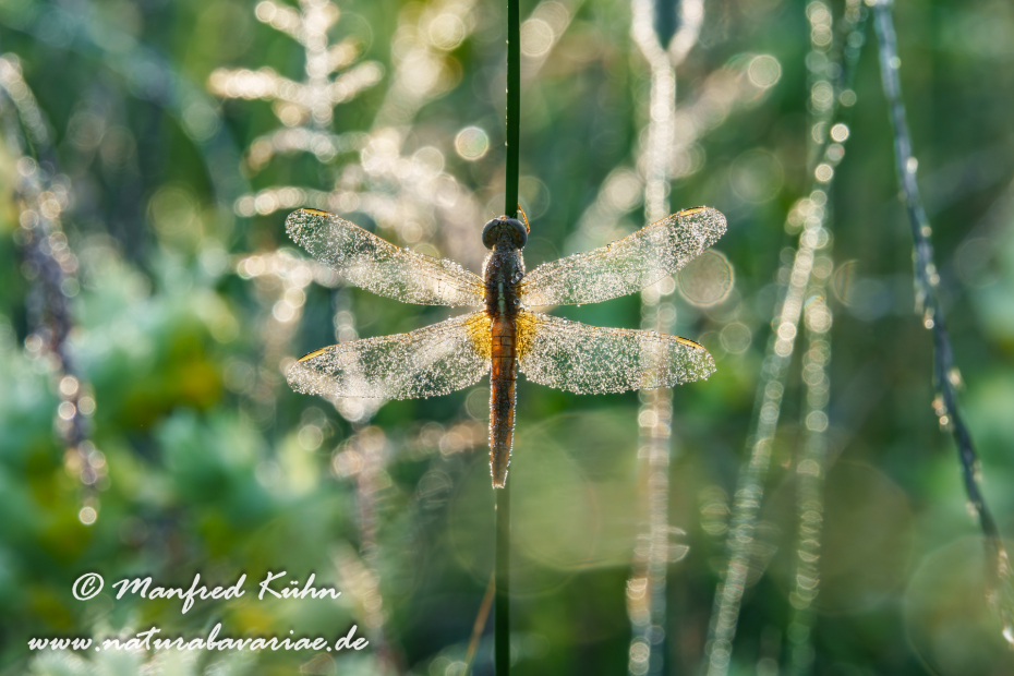 Feuerlibelle ()_0064