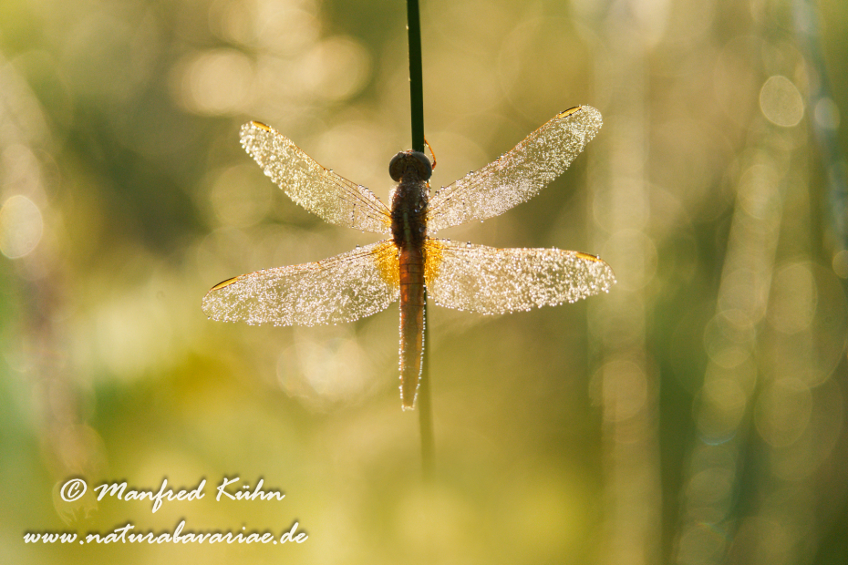Feuerlibelle ()_0076