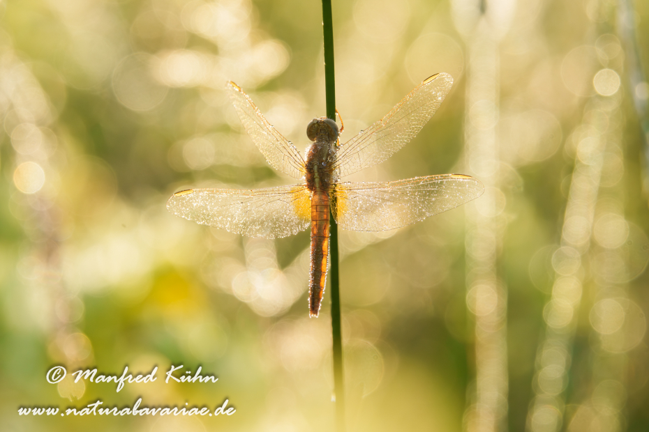 Feuerlibelle ()_0078