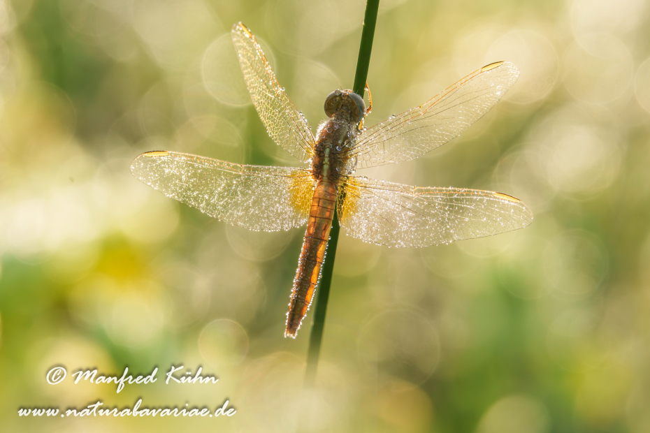 Feuerlibelle ()_0080