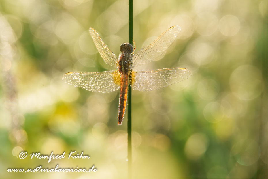 Feuerlibelle ()_0081