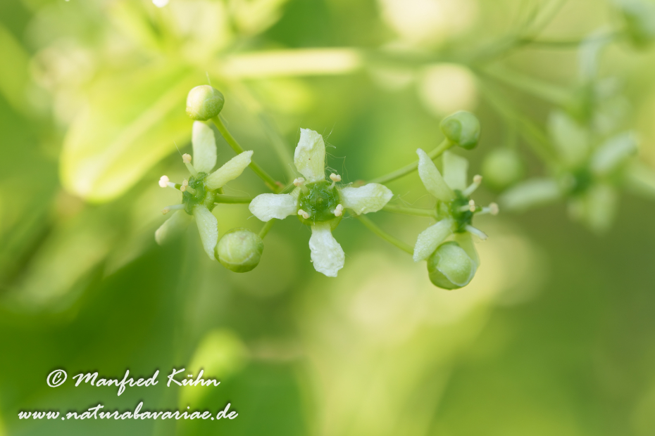 Pfaffenhütchen ()_0026