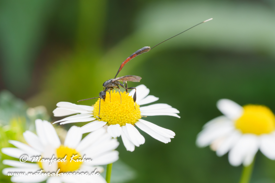 Sandwespe (Gemeine)_0016