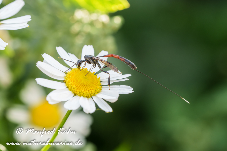 Sandwespe (Gemeine)_0021