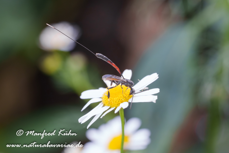 Sandwespe (Gemeine)_0028