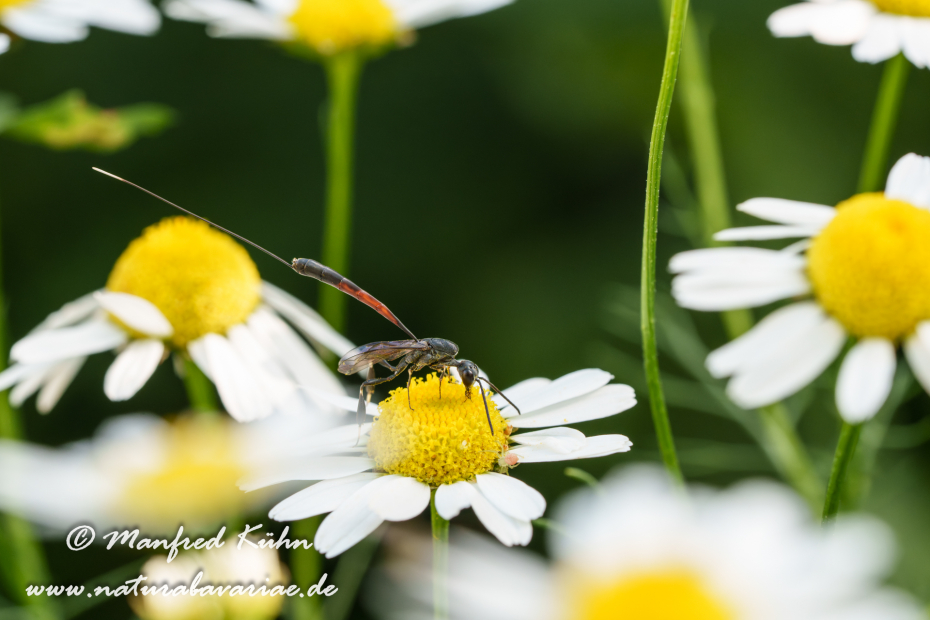 Sandwespe (Gemeine)_0032