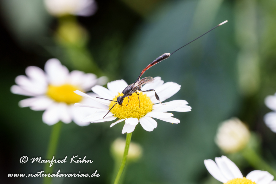 Sandwespe (Gemeine)_0035