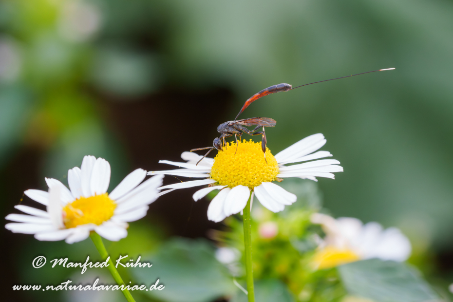 Sandwespe (Gemeine)_0042