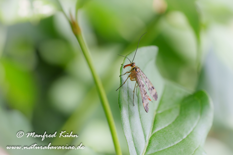 Skorpionsfliege (Gemeines)_0042