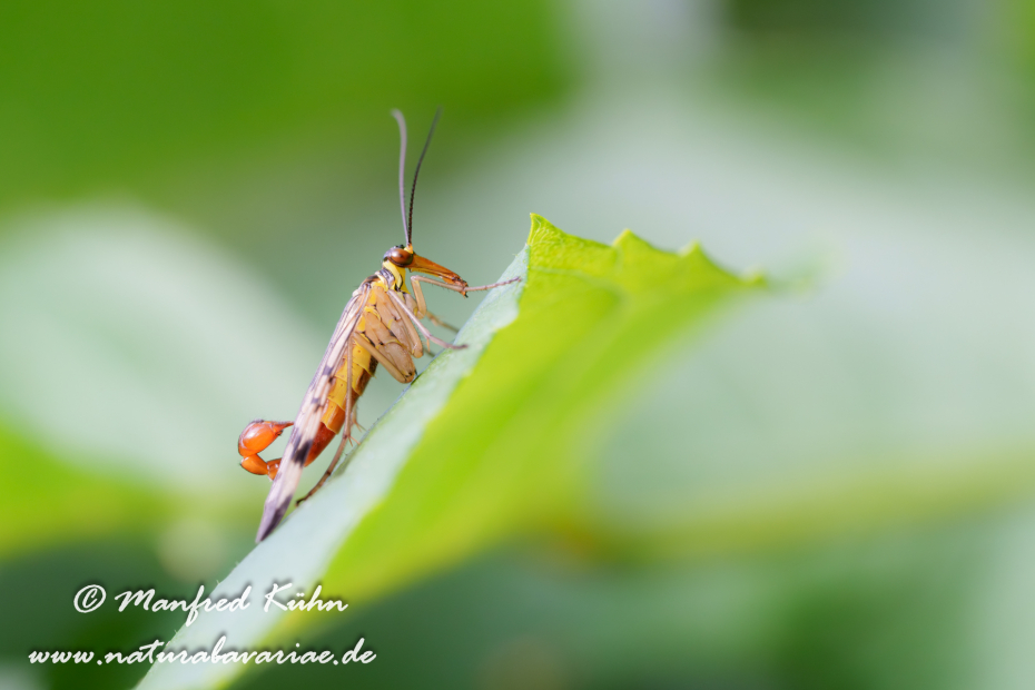 Skorpionsfliege (Gemeines)_0046