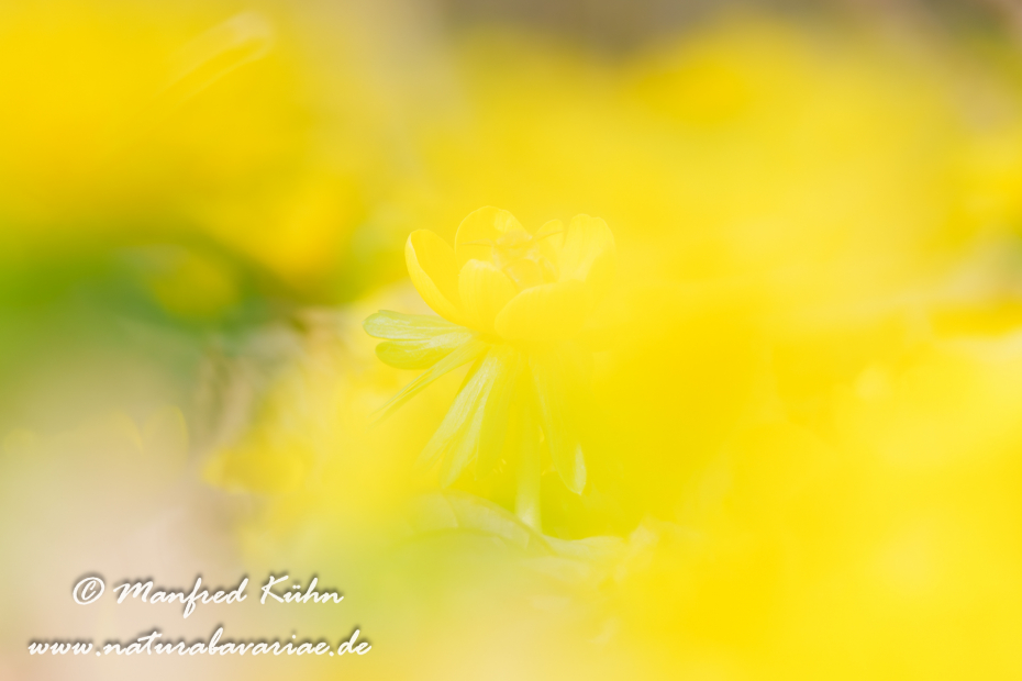 Winterling ()_0041