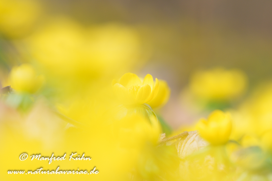 Winterling ()_0042
