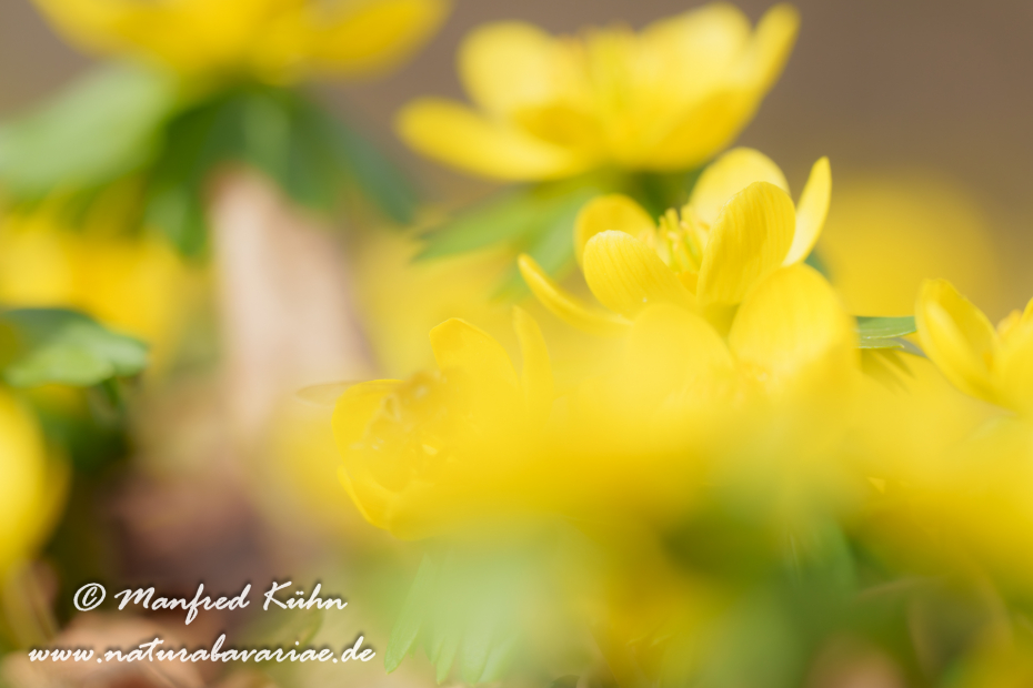 Winterling ()_0044