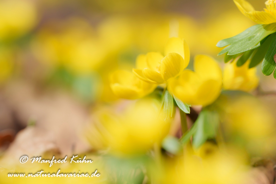 Winterling ()_0045