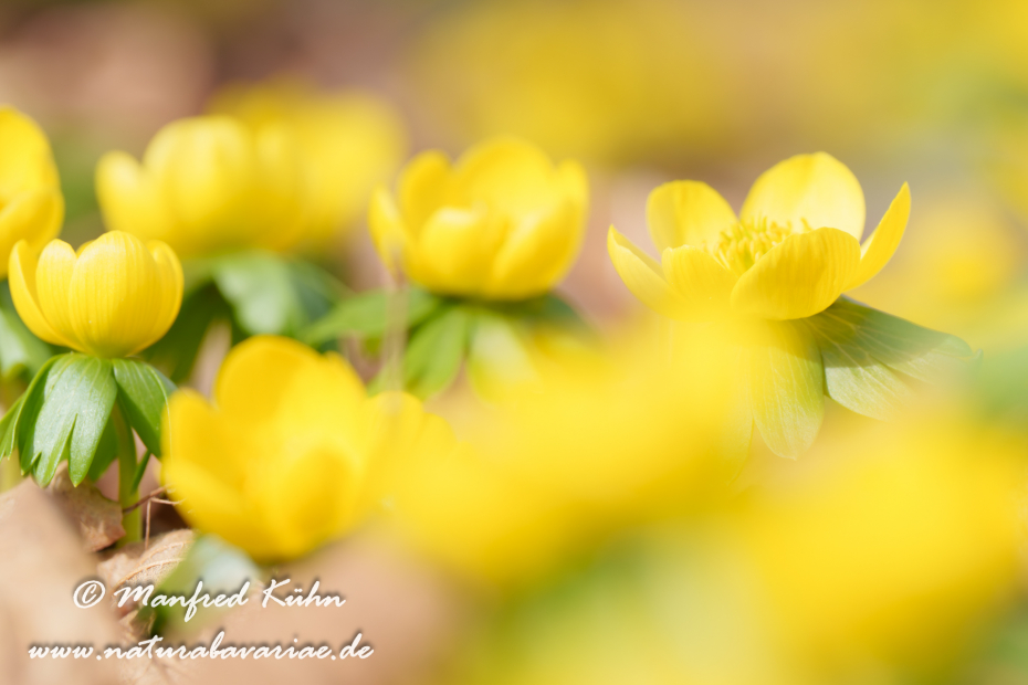 Winterling ()_0047