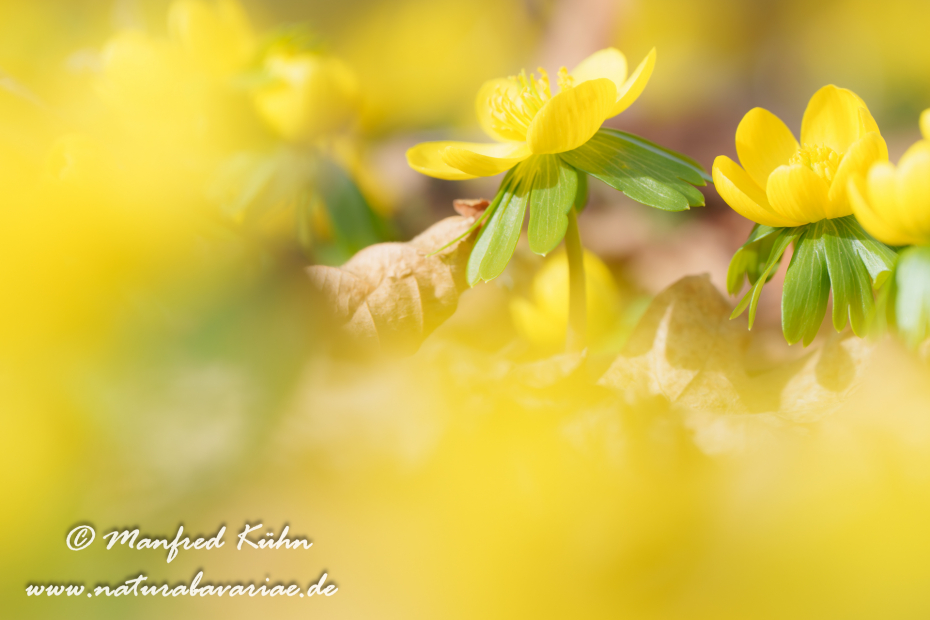 Winterling ()_0050