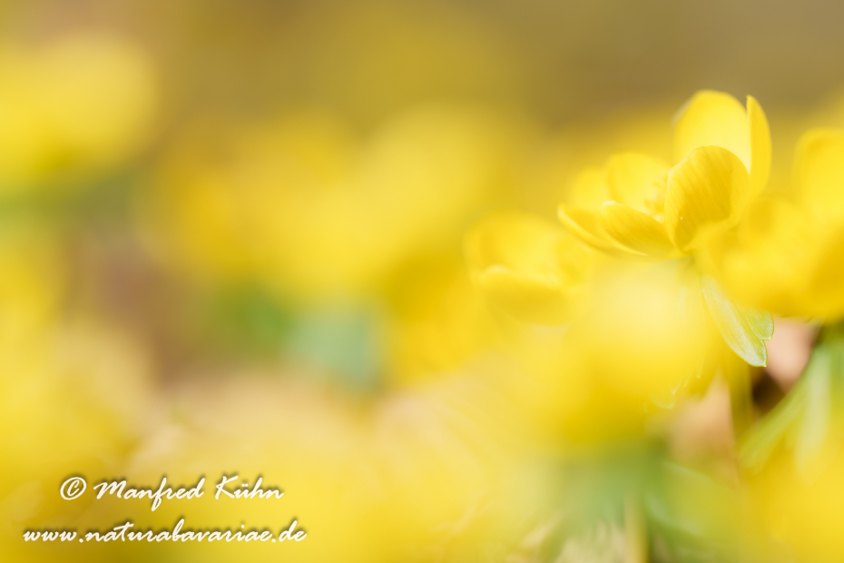 Winterling ()_0051