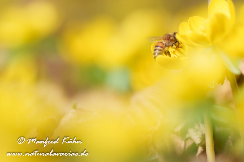 Winterling ()_0052