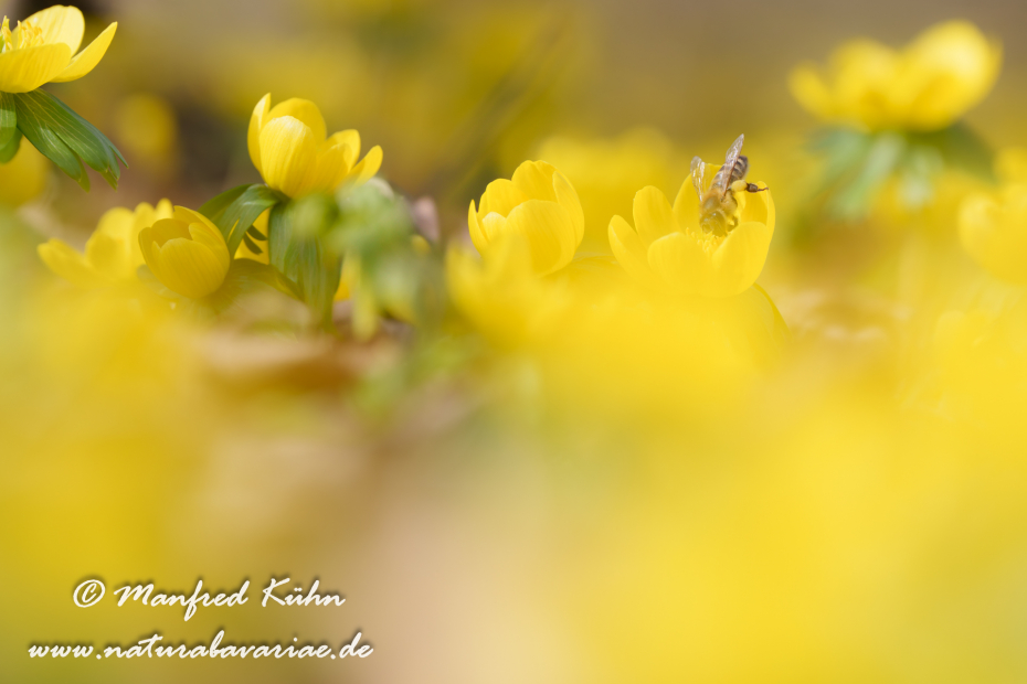 Winterling ()_0058