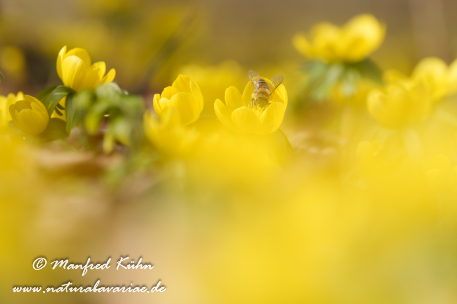 Winterling ()_0059