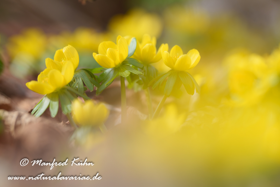 Winterling ()_0070
