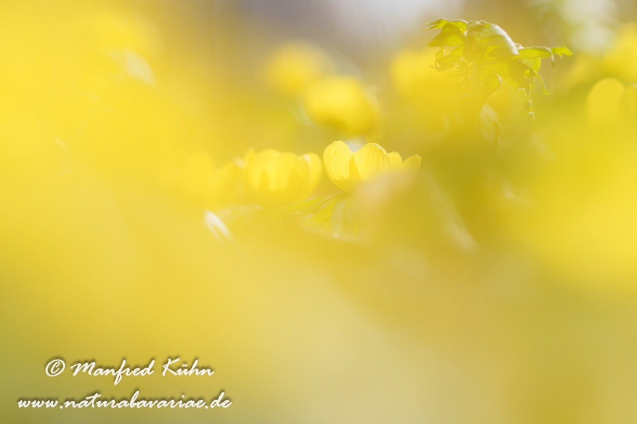 Winterling ()_0071