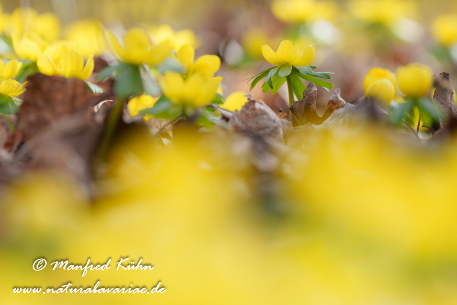 Winterling ()_0077