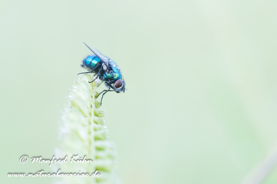 Goldfliege ()_0006