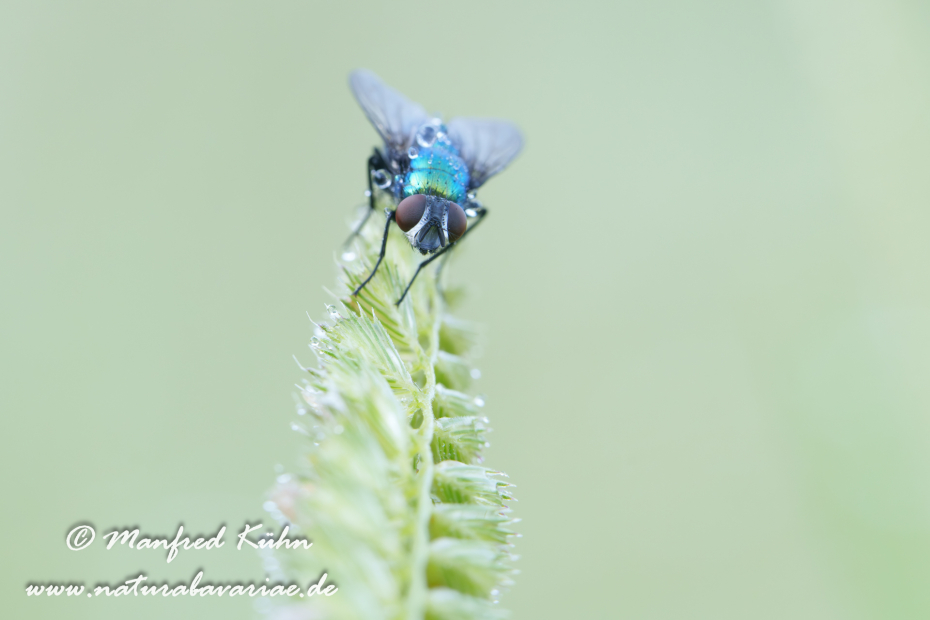 Goldfliege ()_0013