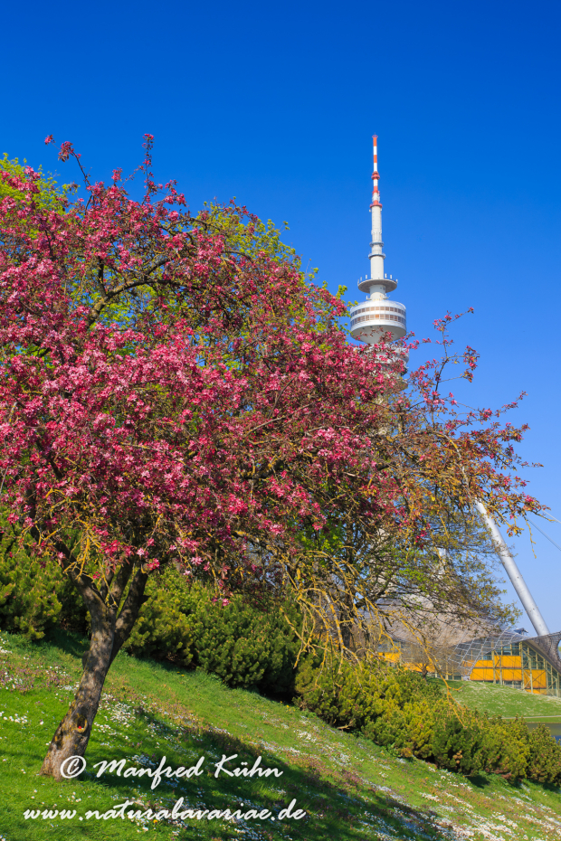 Olympiapark_München (BAY_LKR_M)_0083