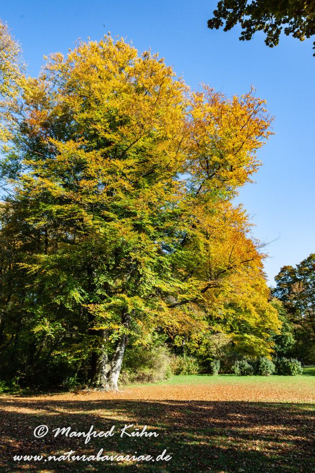 Englischer_Garten (BAY_LKR_M)_0019