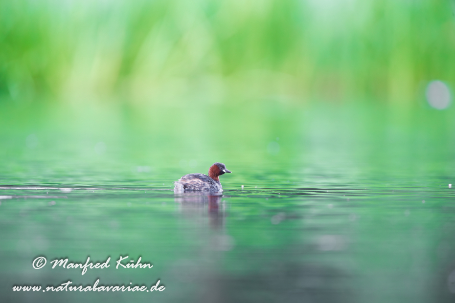 Zwergtaucher ()_0106