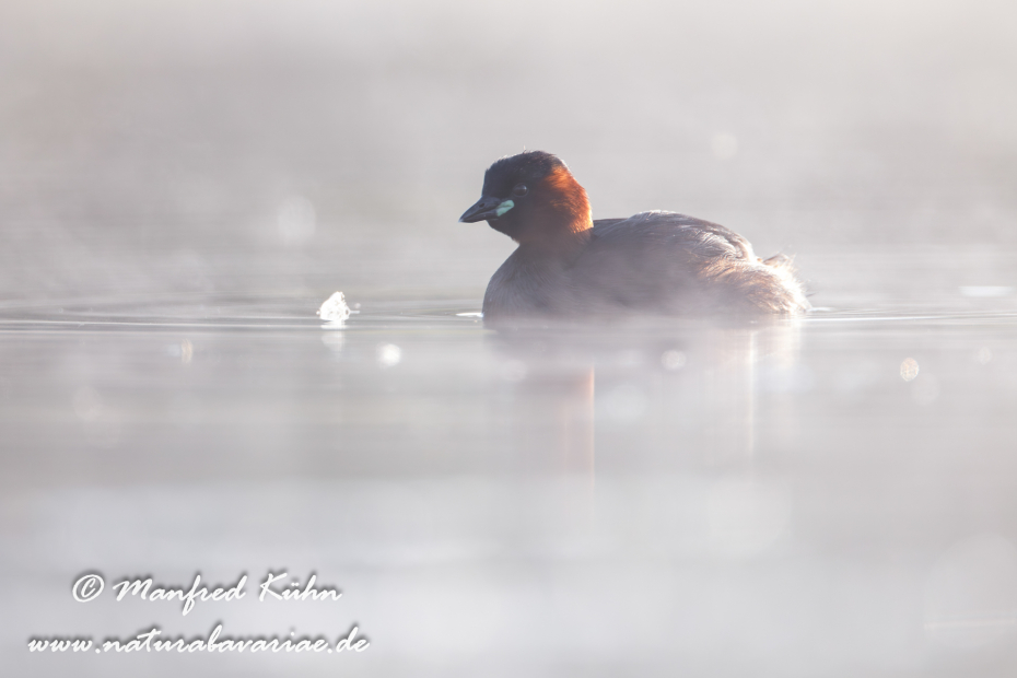 Zwergtaucher ()_0114