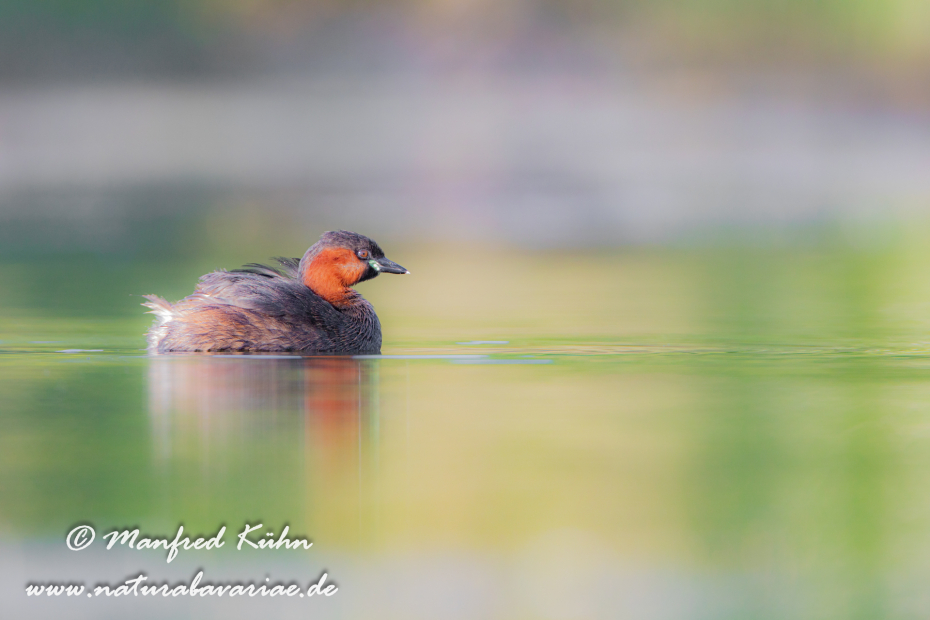 Zwergtaucher ()_0118