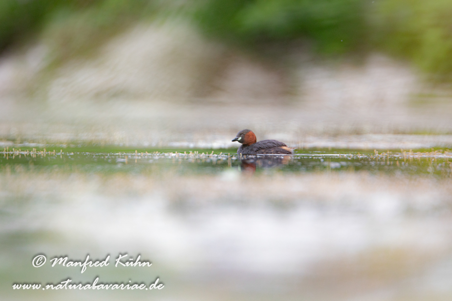 Zwergtaucher ()_0119