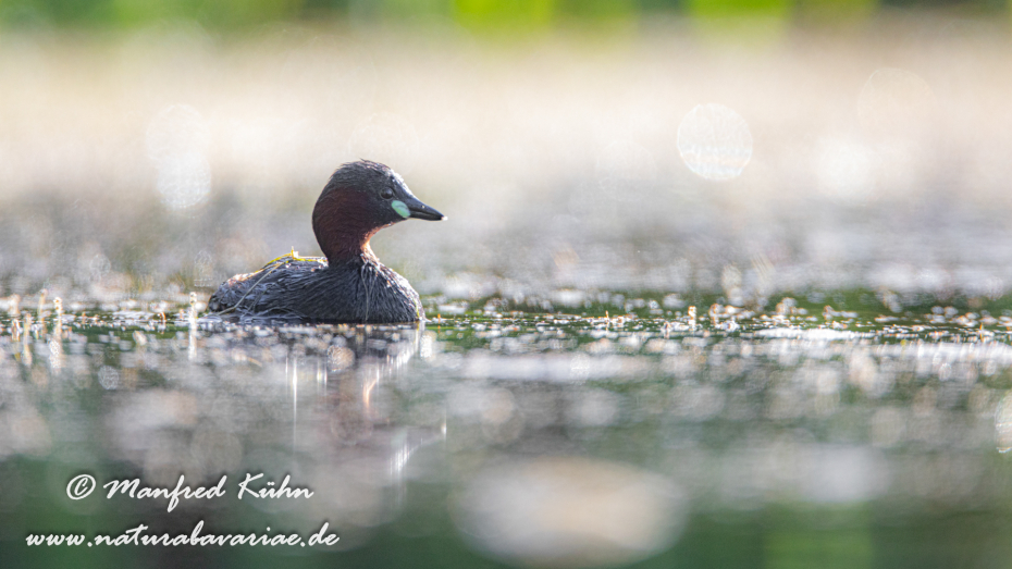Zwergtaucher ()_0122