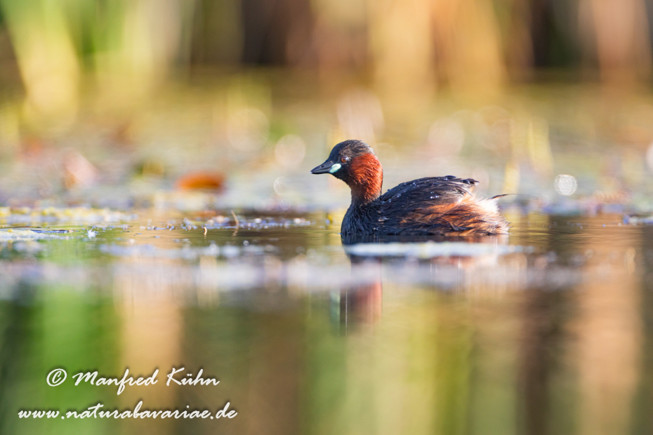 Zwergtaucher ()_0125