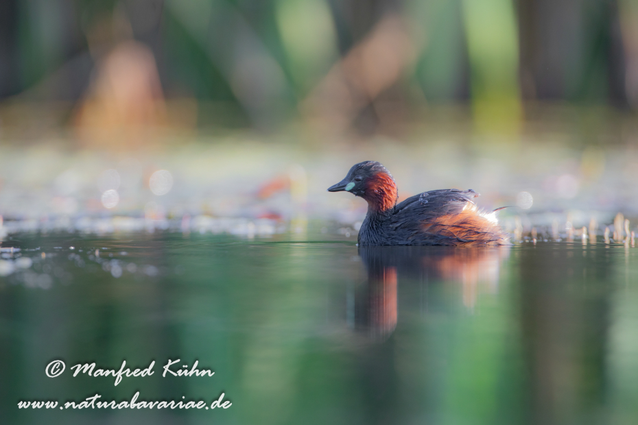 Zwergtaucher ()_0126