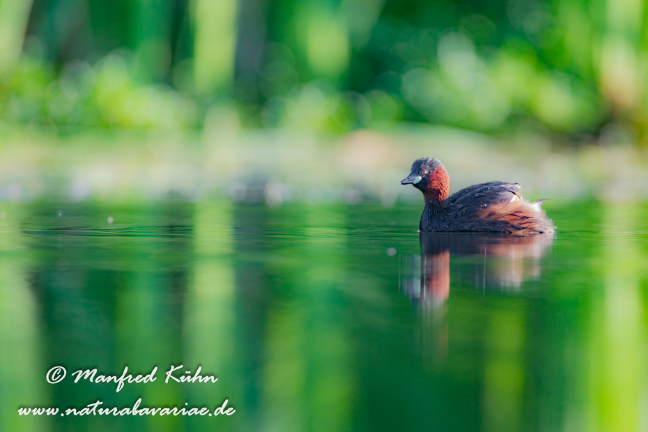 Zwergtaucher ()_0128