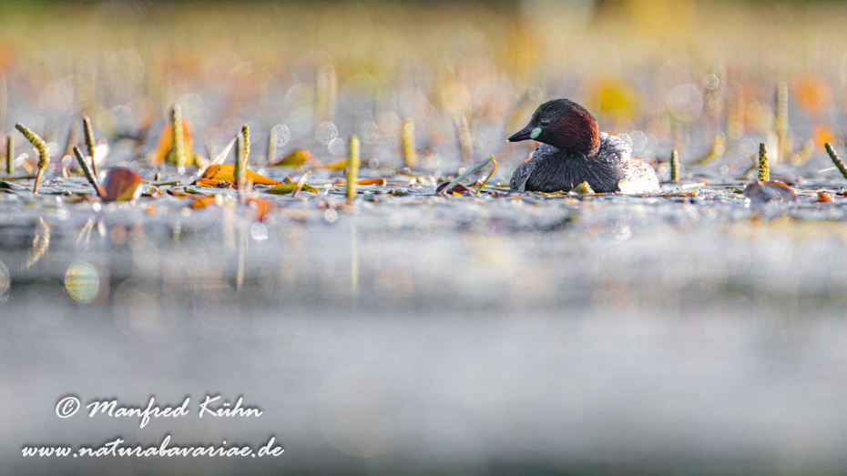 Zwergtaucher ()_0129