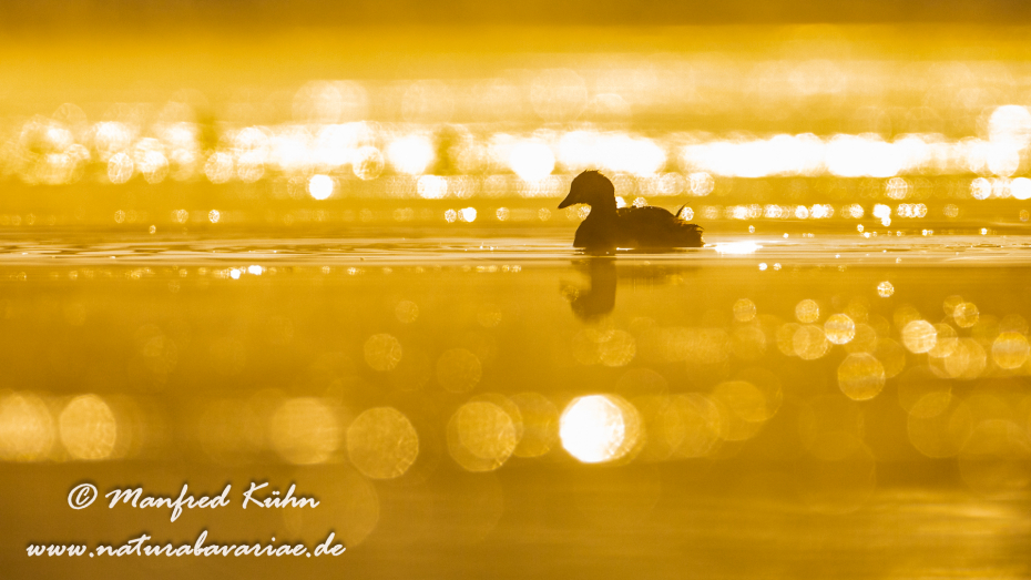 Zwergtaucher ()_0139