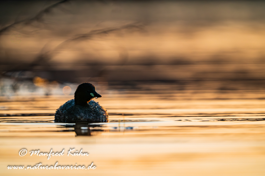 Zwergtaucher ()_0145