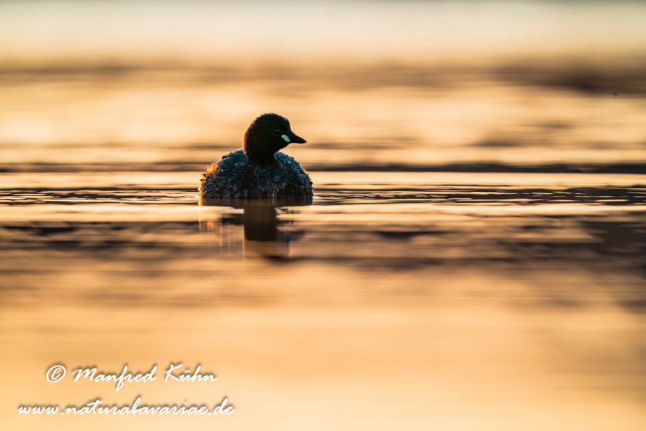 Zwergtaucher ()_0147