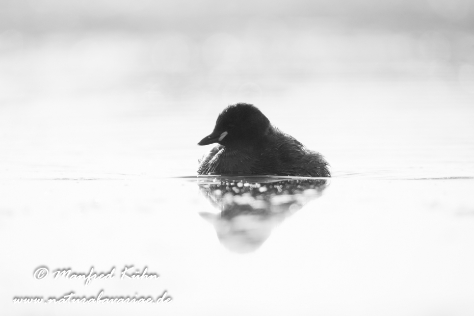 Zwergtaucher ()_0153